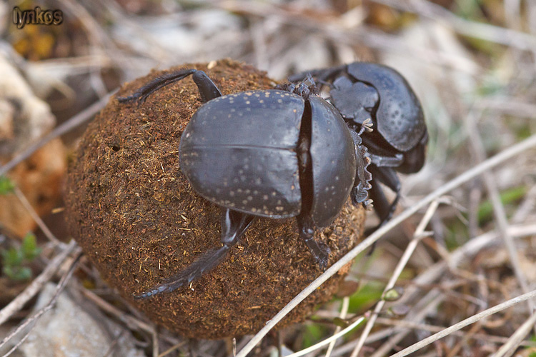 Scarabaeus variolosus